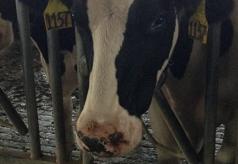 Up Close And Personal With The Cows Of Cornell Jersey Bites