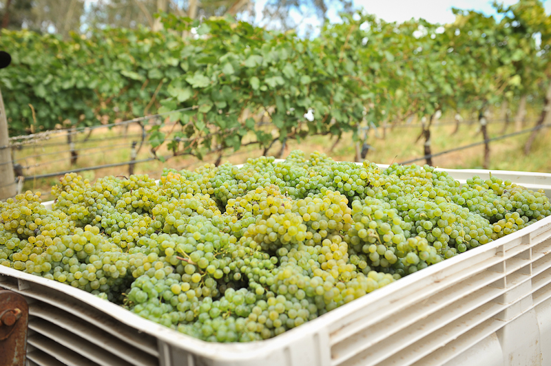 Gruner_Veltliner